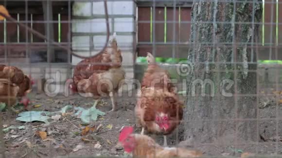 一群母鸡在散步视频的预览图