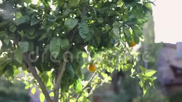 橙色农场的阳光橙树艺术阳光下的橘子树成熟多汁水果视频的预览图