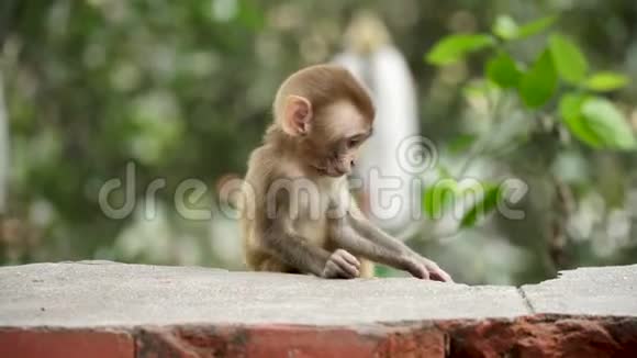 砖墙上的猴子幼崽视频的预览图