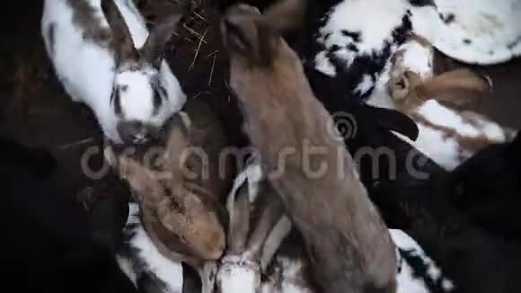 兔子在一个自由的笼子里奔跑视频的预览图