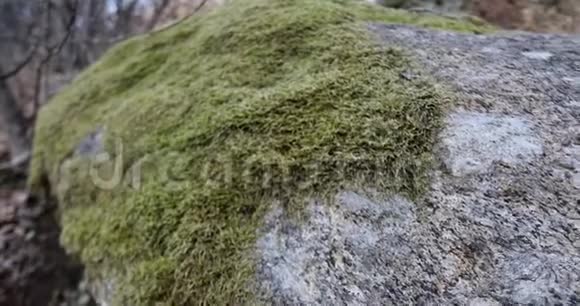 岩石上的苔藓和苔藓视频的预览图