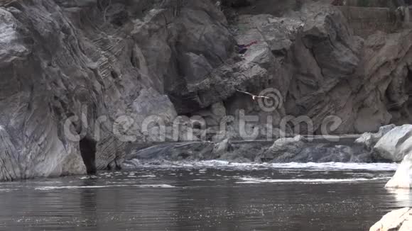 鹰向河中俯冲视频的预览图