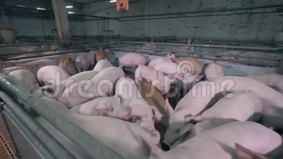 猪栏里的猪只视频的预览图