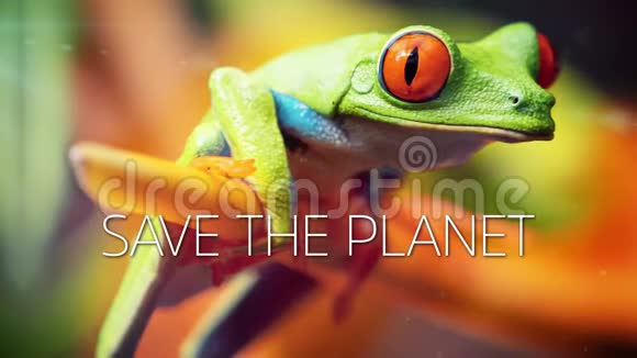 拯救地球青蛙视频的预览图
