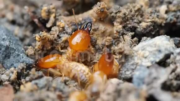 关闭大型自然白蚁或白蚁破坏准备土壤和防御破巢在雨林视频的预览图