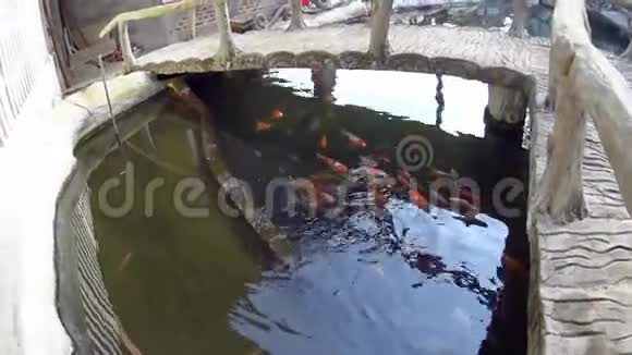 鲤鱼在装饰池塘里游泳视频的预览图