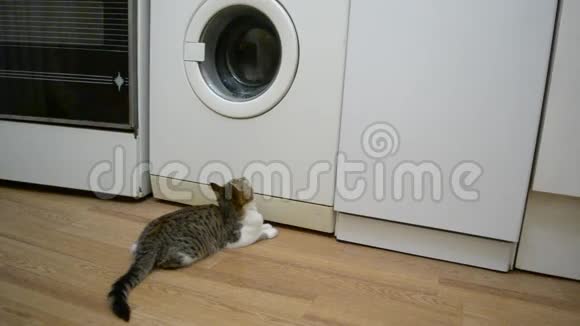 小猫在看一台正在工作的洗衣机视频的预览图