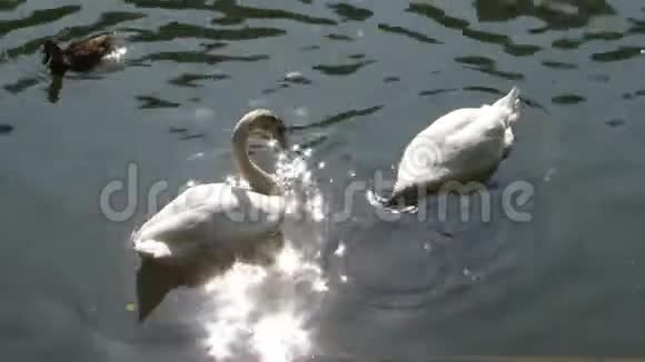 天鹅在池塘里吃东西视频的预览图