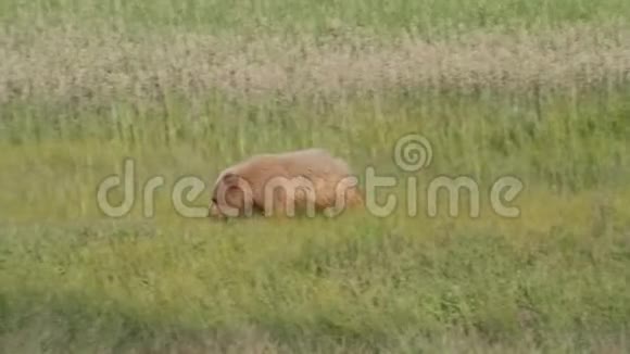 沿海棕熊在草地上播种和幼崽放牧视频的预览图