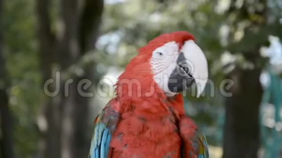 大红鹦鹉视频的预览图
