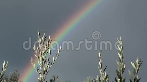 彩虹和橄榄枝视频的预览图