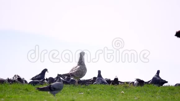 鸽子和人视频的预览图