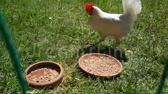 农场里的白鸡视频的预览图