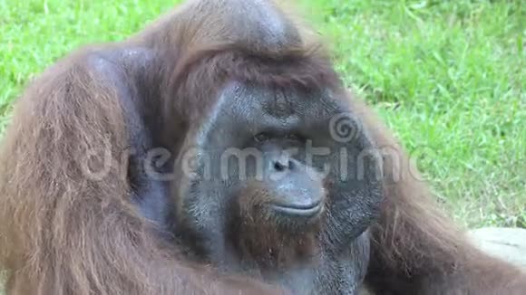 猩猩还把猩猩猩猩或猩猩归类为Pongo属视频的预览图