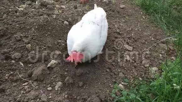 农场里的白鸡视频的预览图