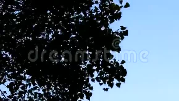 有很多叶子的树在大风中吹视频的预览图