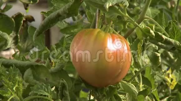 翻红番茄视频的预览图