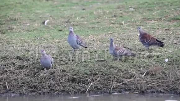 湖滨有斑点的鸽子视频的预览图