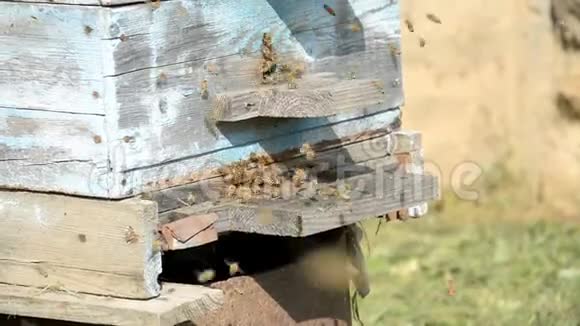 农场里的老蜜蜂视频的预览图