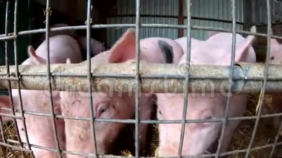 养猪场的小猪视频的预览图