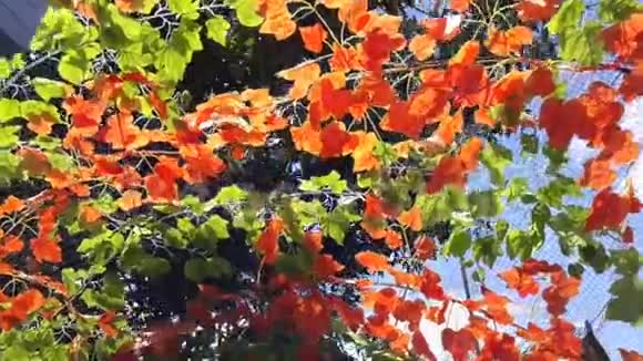 五彩缤纷美丽的花朵天空背景视频的预览图