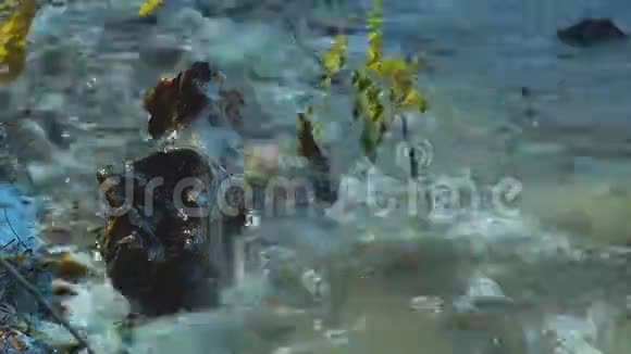 冲浪河靠近视频的预览图