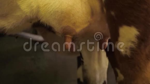 奶牛的乳房视频的预览图