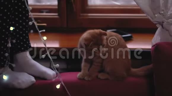 女孩小猫和圣诞节视频的预览图