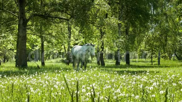在绿色草地上的白马视频的预览图
