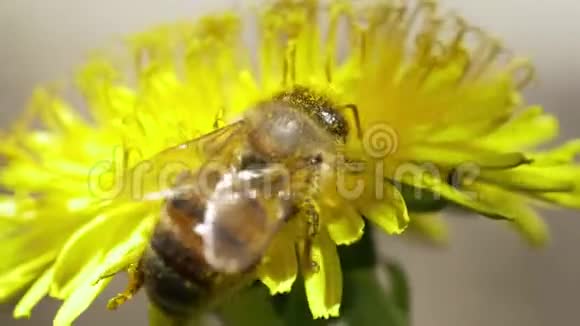 白色花朵上的蜜蜂视频的预览图