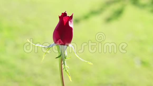 红玫瑰花蕾视频的预览图