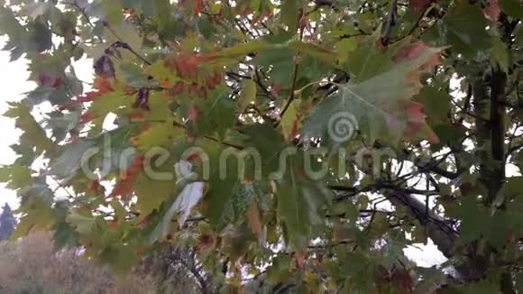 秋日雨中的橡树视频的预览图