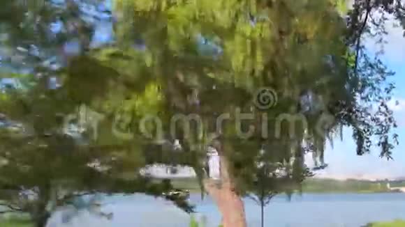哭泣的柳树视频的预览图