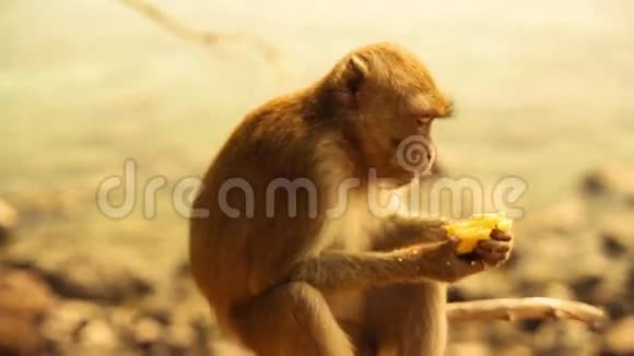 小可爱的猴子吃香蕉视频的预览图