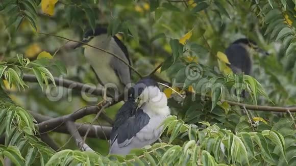 黑冠夜鹭台湾鸟视频的预览图