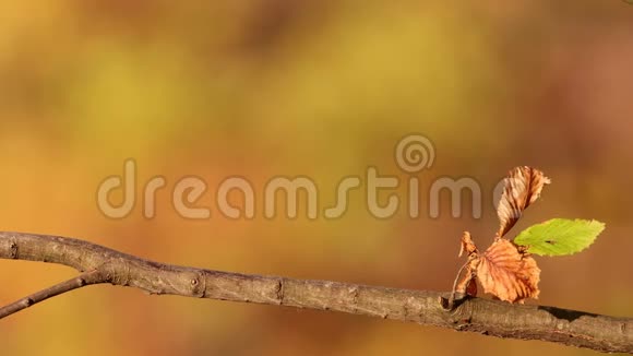在一个多风的秋日里欧亚的杰伊加卢斯Jay站在一棵树上视频的预览图