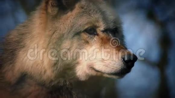 黑暗森林里的狼视频的预览图
