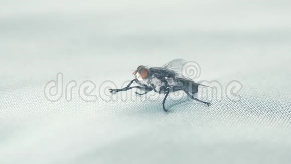 织物地板上的苍蝇视频的预览图