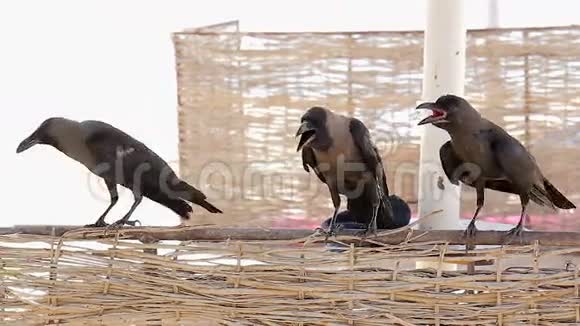 四只乌鸦坐在篱笆上视频的预览图