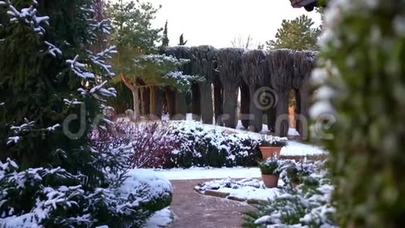 冬季公园和带雪的树木视频的预览图