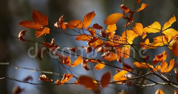 风吹过五彩缤纷的森林在阳光明媚的秋日里移动着彩色的枝叶视频的预览图
