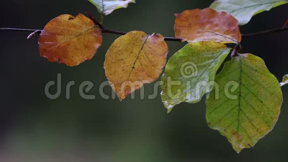 秋天的雨秋天的雨天雨滴落在五颜六色的叶子上视频的预览图