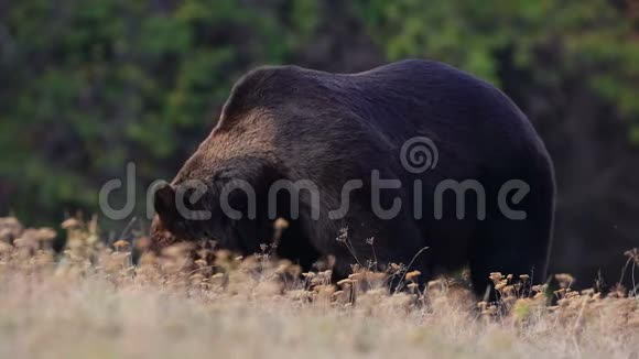 一只棕熊在喀尔巴阡山森林环绕的草地上寻找食物视频的预览图