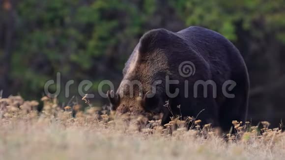 一只棕熊在喀尔巴阡山森林环绕的草地上寻找食物视频的预览图