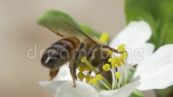 白色花朵上的蜜蜂视频的预览图