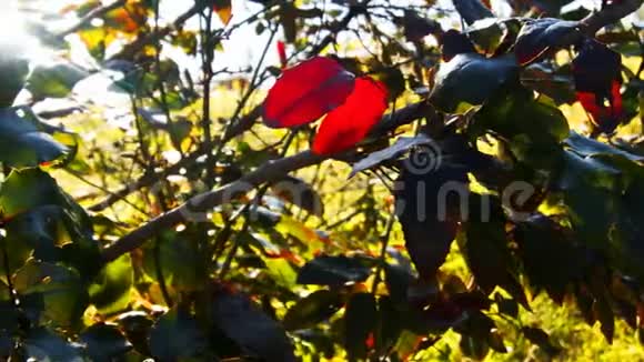 秋叶和阳光视频的预览图