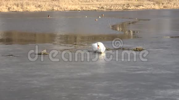 白色天鹅在春天的冰上视频的预览图