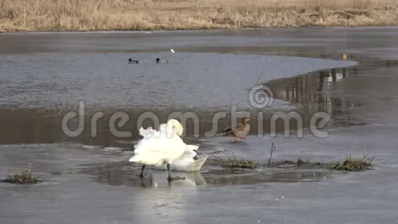 白色天鹅在春天的冰上视频的预览图
