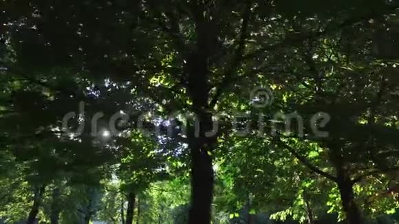 树的底景视频的预览图