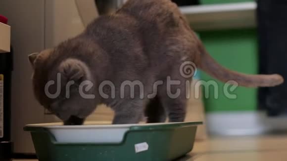 长发猫使用家里的垃圾盒宠物护理和卫生理念视频的预览图